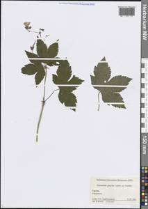 Geranium gracile Ledeb., Caucasus, Georgia (K4) (Georgia)