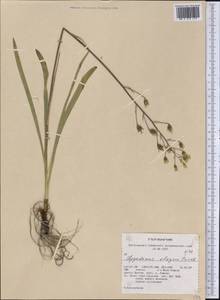 Anticlea elegans (Pursh) Rydb., America (AMER) (United States)