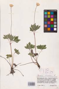 Anemone sylvestris L., Eastern Europe, Lower Volga region (E9) (Russia)