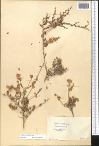 Atraphaxis replicata Lam., Middle Asia, Syr-Darian deserts & Kyzylkum (M7) (Kazakhstan)