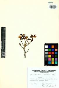 Rhododendron adamsii Rehder, Siberia, Baikal & Transbaikal region (S4) (Russia)