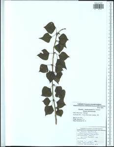 Populus ×moscoviensis Schröd., Eastern Europe, Central region (E4) (Russia)