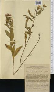 Centaurea stenolepis A. Kern., Western Europe (EUR) (Romania)