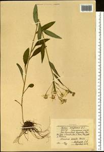 Senecio nemorensis L., Siberia, Yakutia (S5) (Russia)