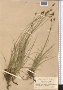 Carex divisa Huds., Middle Asia, Kopet Dag, Badkhyz, Small & Great Balkhan (M1) (Turkmenistan)