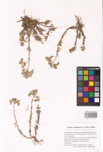 Sedum subulatum (C.A.Mey.) Boiss., Eastern Europe, Lower Volga region (E9) (Russia)