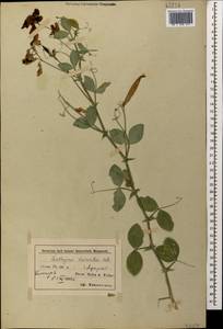 Lathyrus miniatus M.Bieb. ex Steven, Caucasus, Azerbaijan (K6) (Azerbaijan)