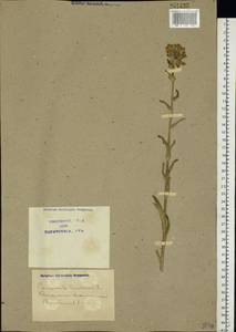 Campanula cervicaria L., Eastern Europe, North Ukrainian region (E11) (Ukraine)