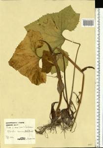 Petasites spurius (Retz.) Rchb., Eastern Europe, Northern region (E1) (Russia)