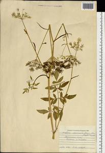 Angelica czernaevia (Fisch. & C. A. Mey.) Kitag., Siberia, Russian Far East (S6) (Russia)