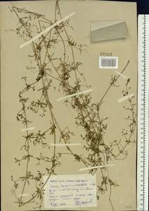 Galium spurium subsp. spurium, Siberia, Western (Kazakhstan) Altai Mountains (S2a) (Kazakhstan)