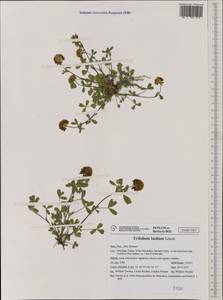 Trifolium badium Schreb., Western Europe (EUR) (Italy)