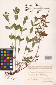 Hypericum hirsutum L., Eastern Europe, Lower Volga region (E9) (Russia)