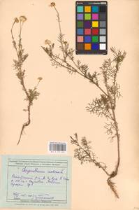 Tripleurospermum inodorum (L.) Sch.-Bip, Eastern Europe, Rostov Oblast (E12a) (Russia)