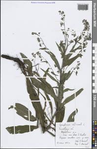 Cynoglossum officinale L., Eastern Europe, Central forest-and-steppe region (E6) (Russia)