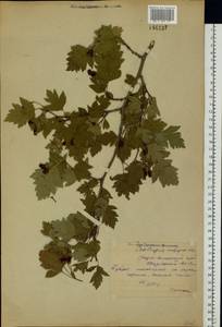 Crataegus ambigua C. A. Mey. ex A. K. Becker, Eastern Europe, Middle Volga region (E8) (Russia)