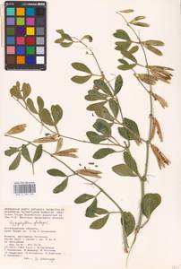 Zygophyllum fabago L., Eastern Europe, Lower Volga region (E9) (Russia)