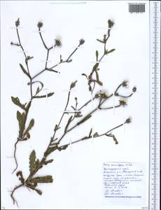 Picris pauciflora Willd., Caucasus, Krasnodar Krai & Adygea (K1a) (Russia)