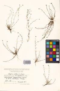 Sagina nodosa (L.) Fenzl, Eastern Europe, Moscow region (E4a) (Russia)