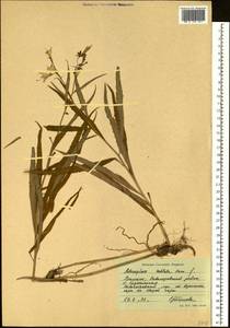 Adenophora sublata Kom., Siberia, Russian Far East (S6) (Russia)