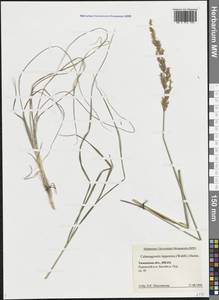 Calamagrostis lapponica (Wahlenb.) Hartm., Siberia, Western Siberia (S1) (Russia)