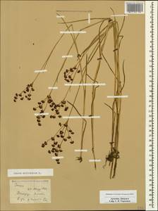 Juncus articulatus L., Caucasus, Armenia (K5) (Armenia)