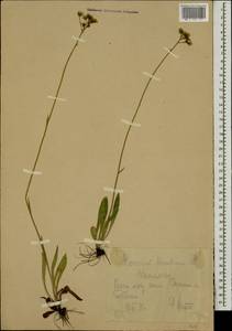 Pilosella piloselloides subsp. praealta (Gochnat) S. Bräut. & Greuter, Eastern Europe, Central forest-and-steppe region (E6) (Russia)