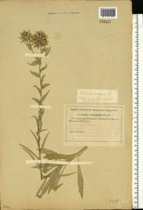 Carlina vulgaris L., Eastern Europe, Central region (E4) (Russia)