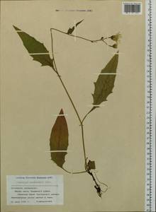 Hieracium korshinskyi Zahn, Siberia, Altai & Sayany Mountains (S2) (Russia)