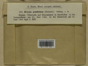 Ptychostomum compactum Hornsch., Bryophytes, Bryophytes - Western Europe (BEu) (Germany)