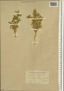 Tribulus macropterus Boiss., South Asia, South Asia (Asia outside ex-Soviet states and Mongolia) (ASIA) (Iran)