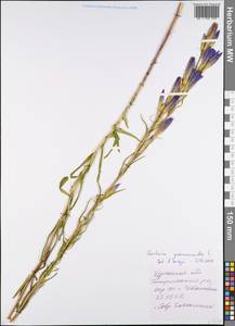 Gentiana pneumonanthe L., Eastern Europe, South Ukrainian region (E12) (Ukraine)