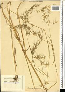Avenula pubescens (Huds.) Dumort., Caucasus (no precise locality) (K0) (Not classified)