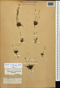 Draba siliquosa M.Bieb., Caucasus, Stavropol Krai, Karachay-Cherkessia & Kabardino-Balkaria (K1b) (Russia)