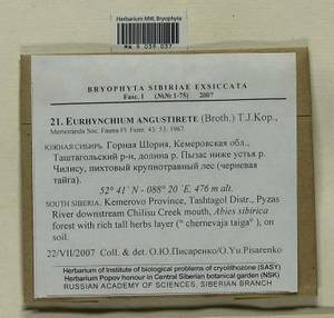 Eurhynchium angustirete (Broth.) T.J. Kop., Bryophytes, Bryophytes - Western Siberia (including Altai) (B15) (Russia)