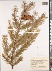 Pseudotsuga menziesii (Mirb.) Franco, America (AMER) (United States)