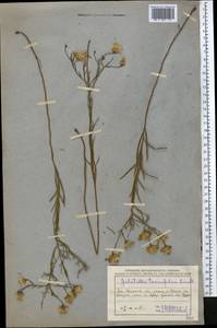 Galatella angustissima (Tausch) Novopokr., Middle Asia, Caspian Ustyurt & Northern Aralia (M8) (Kazakhstan)