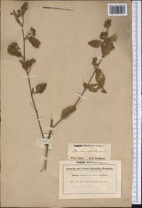 Sida rhombifolia, America (AMER) (Guyana)