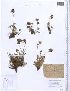 Oxytropis, Middle Asia, Western Tian Shan & Karatau (M3) (Kazakhstan)