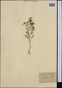 Galeopsis angustifolia Ehrh. ex Hoffm., Western Europe (EUR)