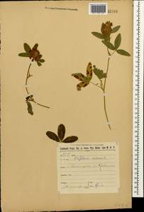 Trifolium medium L., Caucasus, Stavropol Krai, Karachay-Cherkessia & Kabardino-Balkaria (K1b) (Russia)