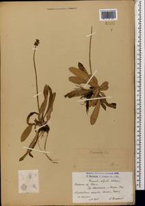 Primula auriculata Lam., Caucasus, Armenia (K5) (Armenia)