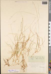 Carex disperma Dewey, Eastern Europe, Northern region (E1) (Russia)