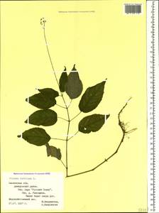 Circaea lutetiana L., Eastern Europe, Western region (E3) (Russia)
