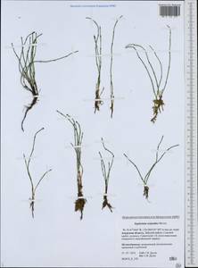 Equisetum scirpoides Michx., Siberia, Russian Far East (S6) (Russia)