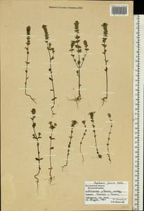 Euphrasia officinalis subsp. officinalis, Eastern Europe, Central forest region (E5) (Russia)