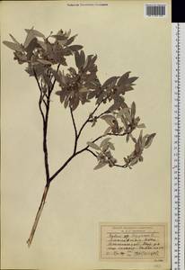 Salix lapponum L., Siberia, Western Siberia (S1) (Russia)