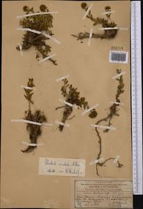 Rhodiola heterodonta (Hook. fil. & Thomson) Boriss., Middle Asia, Western Tian Shan & Karatau (M3) (Kazakhstan)
