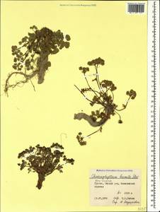 Chaerophyllum humile M. Bieb., Caucasus, South Ossetia (K4b) (South Ossetia)