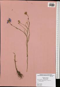 Centaurea cyanus L., Eastern Europe, Central region (E4) (Russia)
